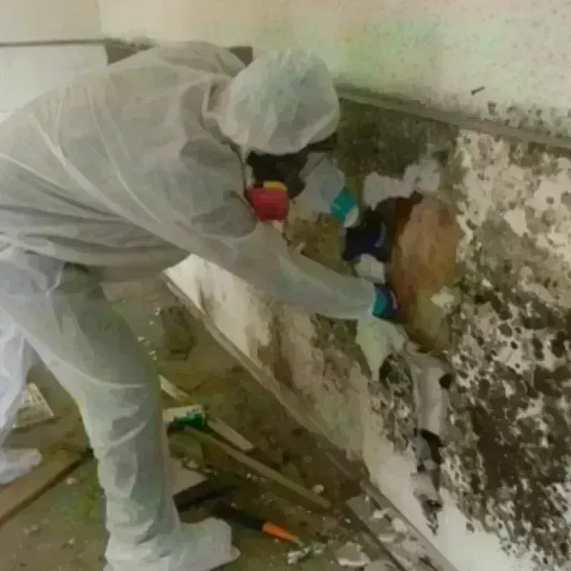 Mold Remediation and Removal in New Hartford, NY